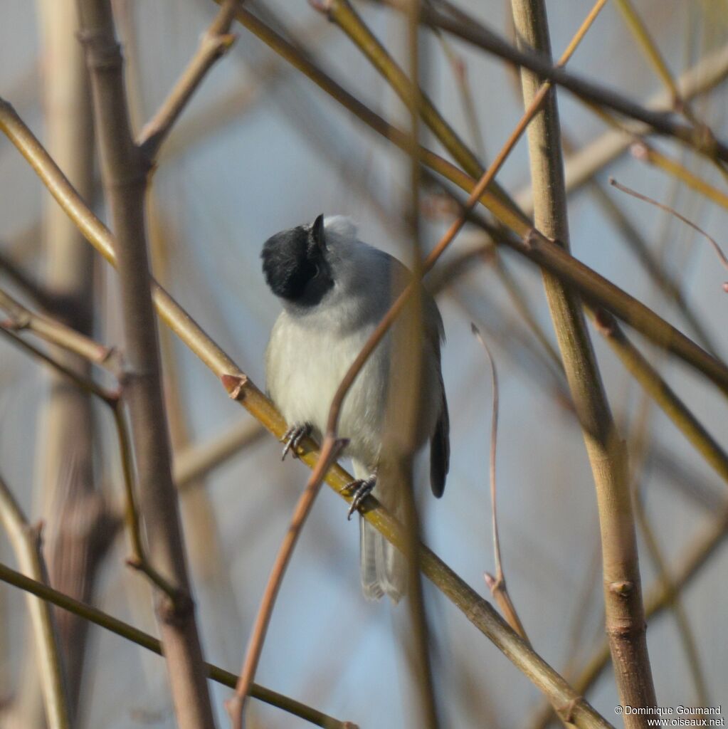 Eurasian Blackcap male adult