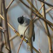 Eurasian Blackcap