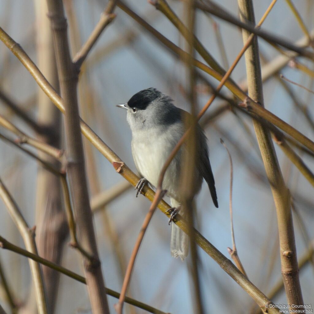 Fauvette à tête noireadulte