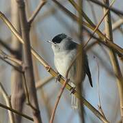 Eurasian Blackcap