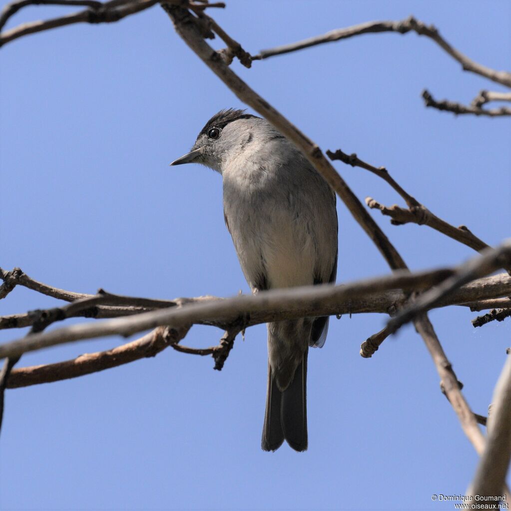 Fauvette à tête noireadulte