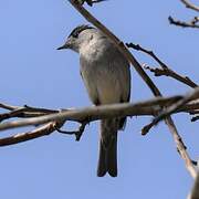 Eurasian Blackcap