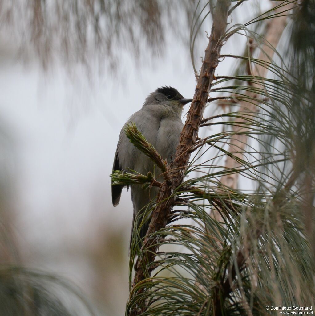 Eurasian Blackcap