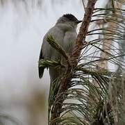 Eurasian Blackcap