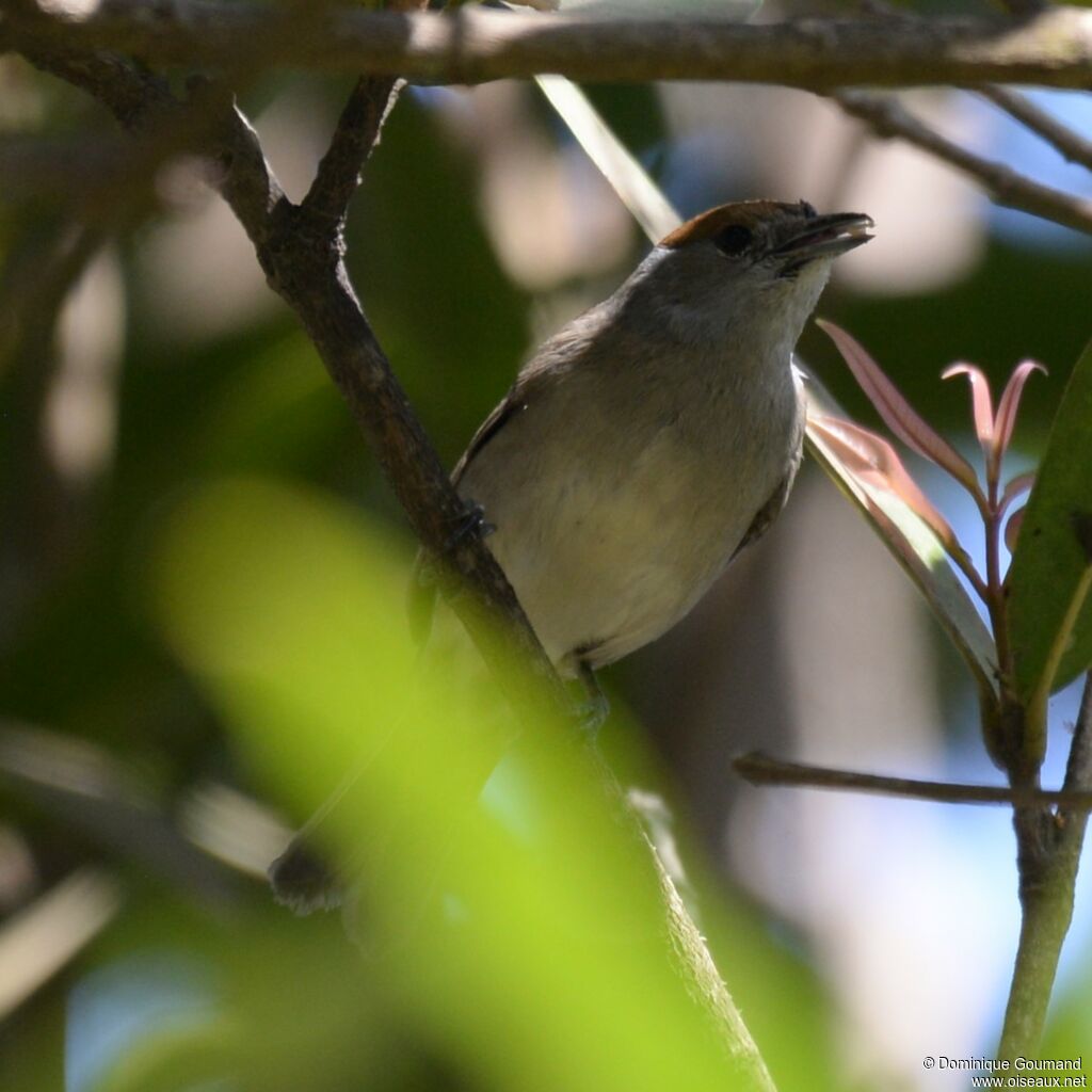 Eurasian Blackcap female adult