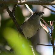 Eurasian Blackcap