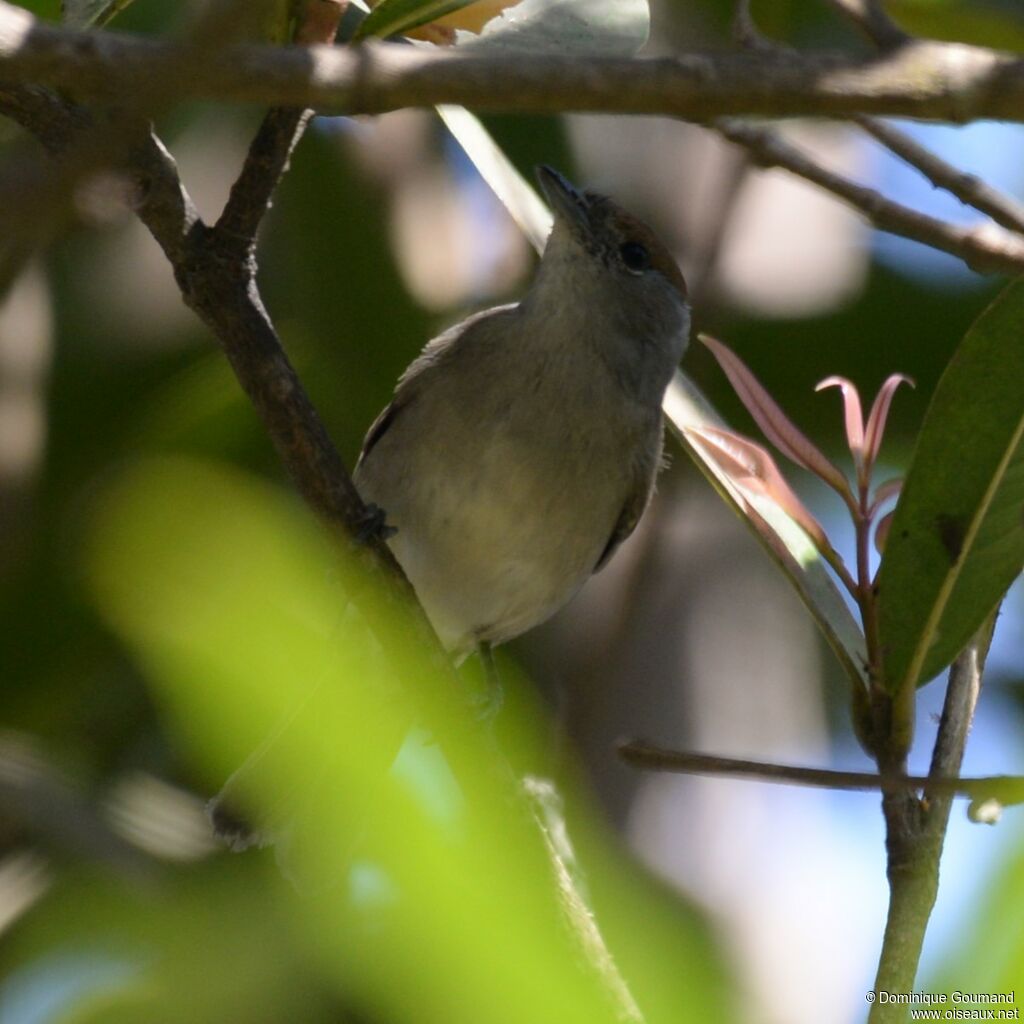 Eurasian Blackcap female adult