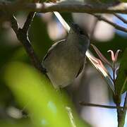 Eurasian Blackcap