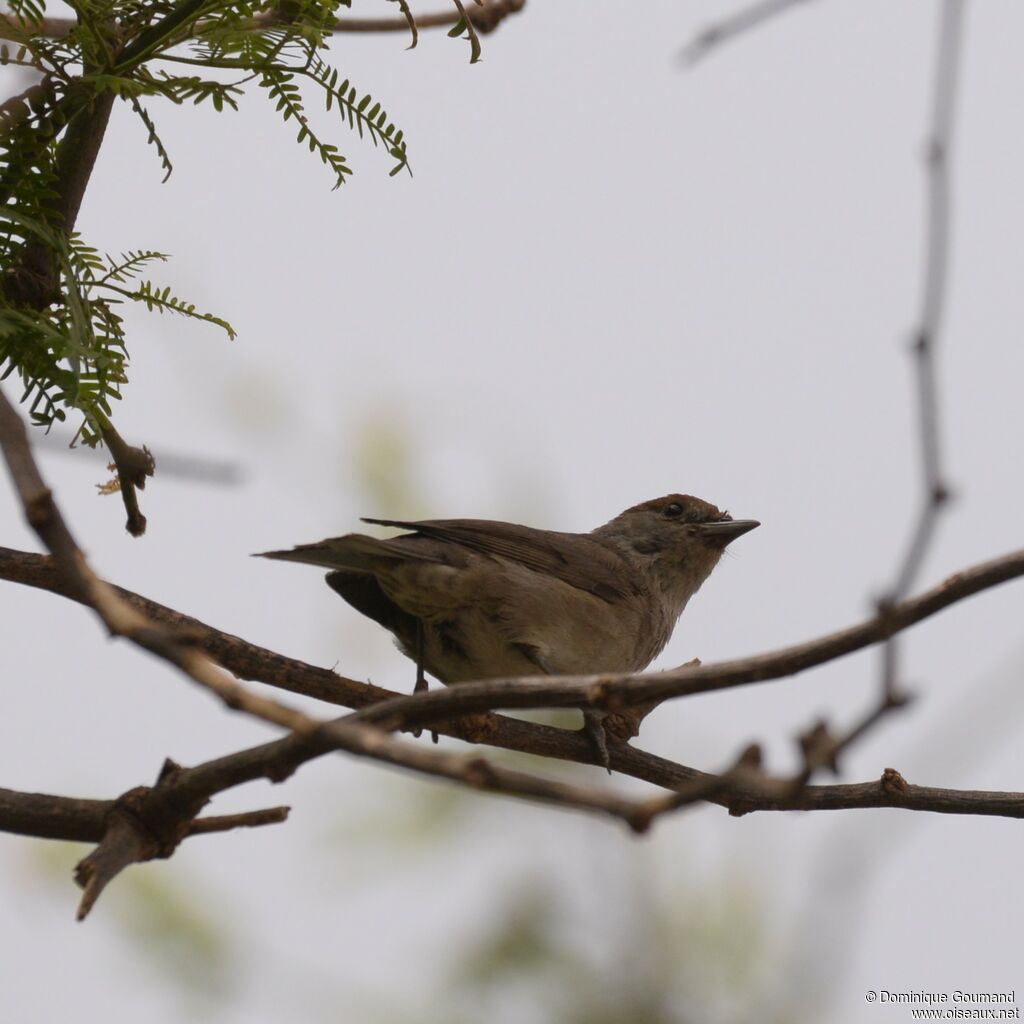 Eurasian Blackcap female adult