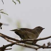 Eurasian Blackcap