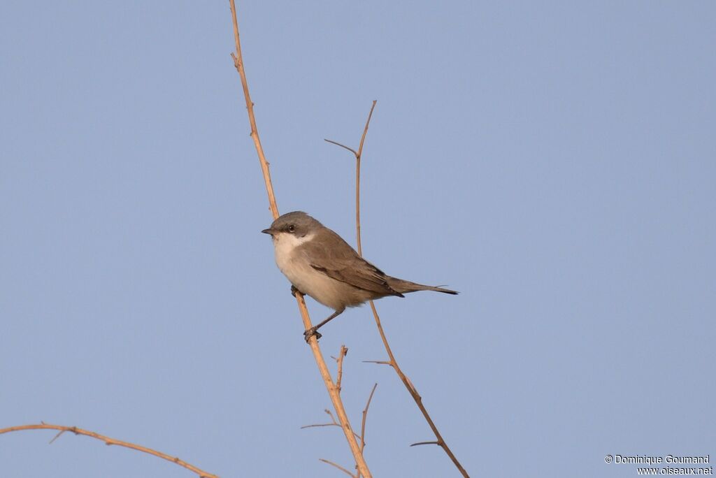 Lesser Whitethroat