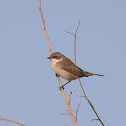 Lesser Whitethroat