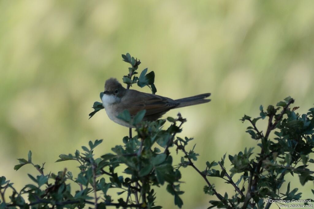 Fauvette grisette