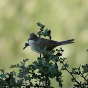 Common Whitethroat