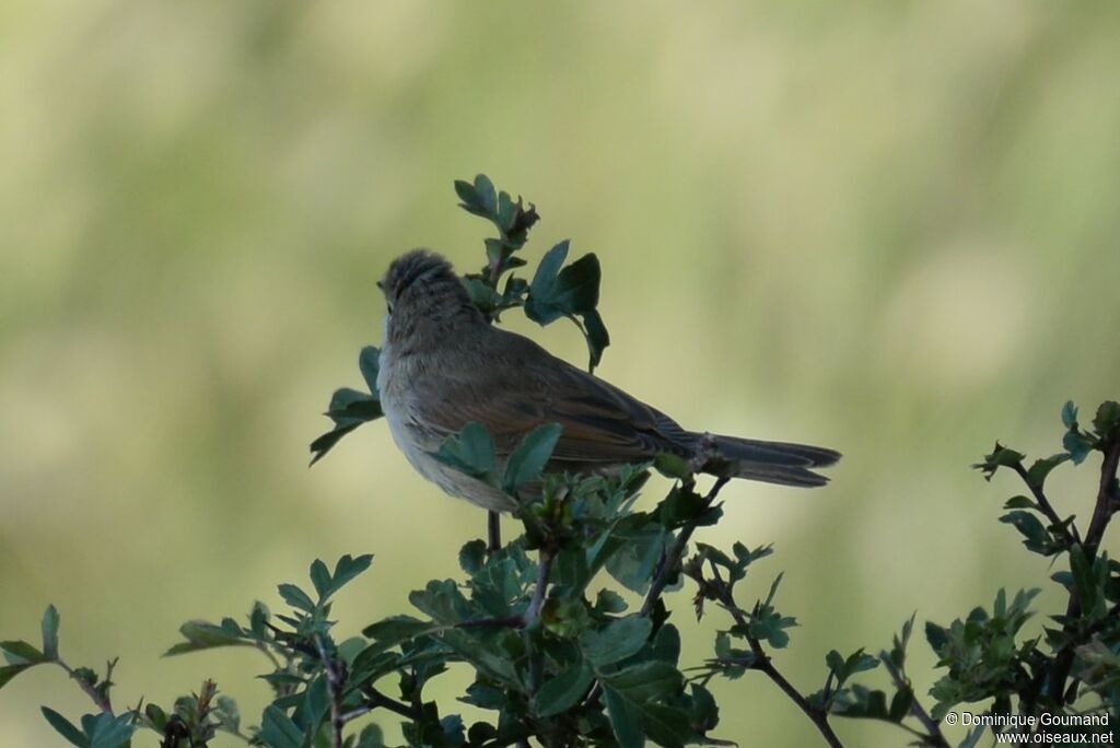 Common Whitethroat