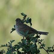 Common Whitethroat