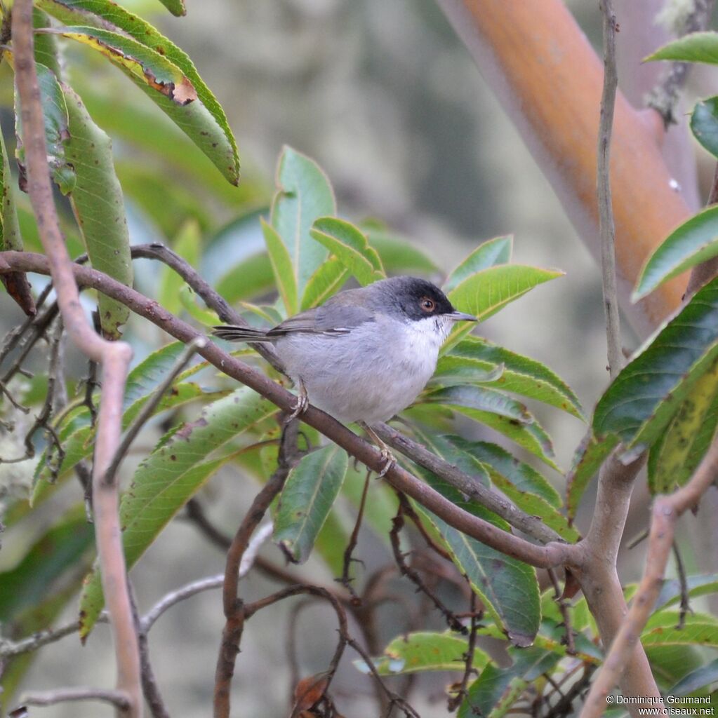 Sardinian Warbler male adult