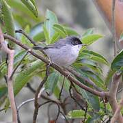 Sardinian Warbler