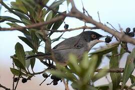 Sardinian Warbler