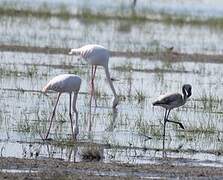 Flamant rose