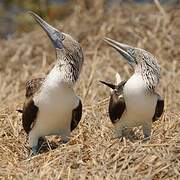 Blue-footed Booby