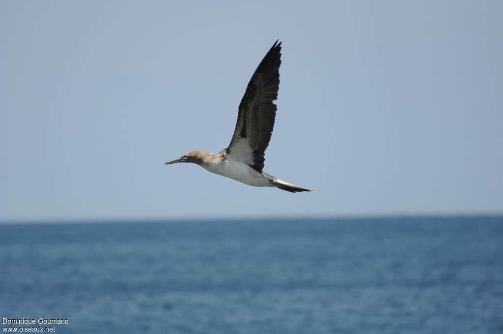 Blue-footed Booby, Flight