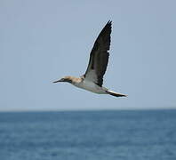 Blue-footed Booby