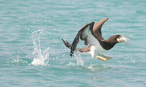 Brown Booby