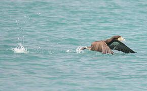 Brown Booby