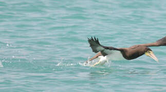 Brown Booby