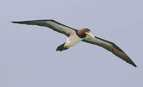 Brown Booby