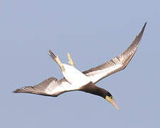 Brown Booby