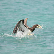 Brown Booby