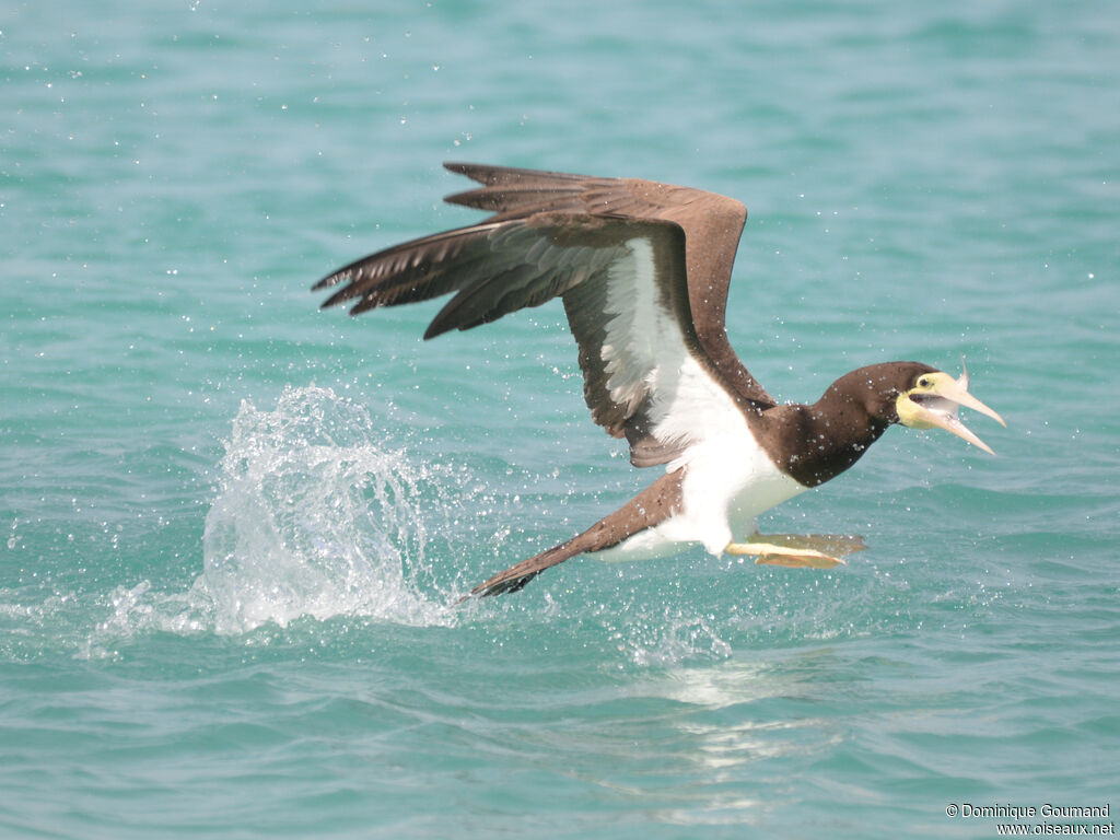 Brown Boobyadult