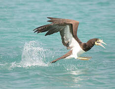 Brown Booby