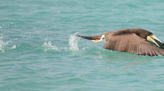 Brown Booby