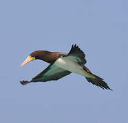 Brown Booby