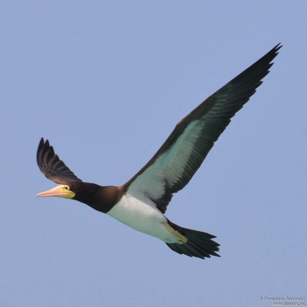 Brown Boobyadult