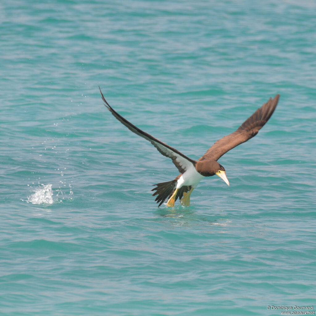 Brown Boobyadult