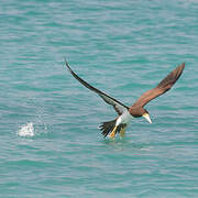 Brown Booby