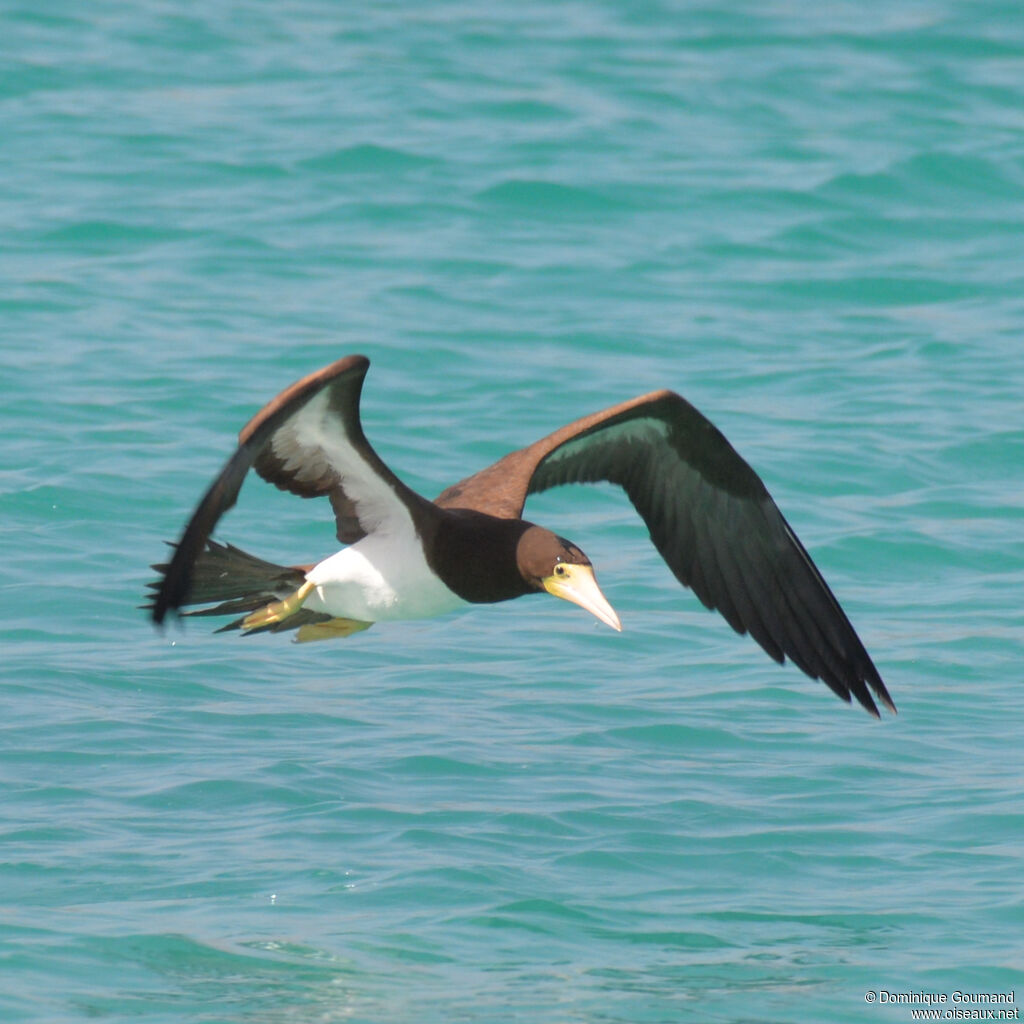 Brown Boobyadult