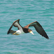 Brown Booby