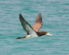 Brown Booby