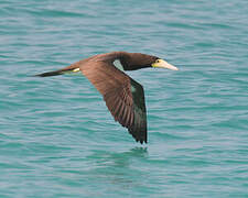 Brown Booby