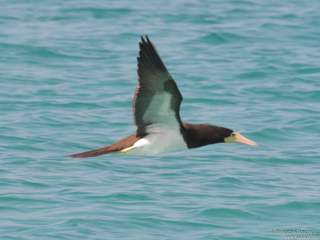 Brown Boobyadult