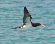 Brown Booby