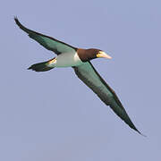 Brown Booby