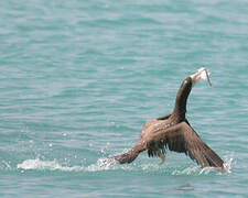 Brown Booby