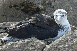 Northern Gannet