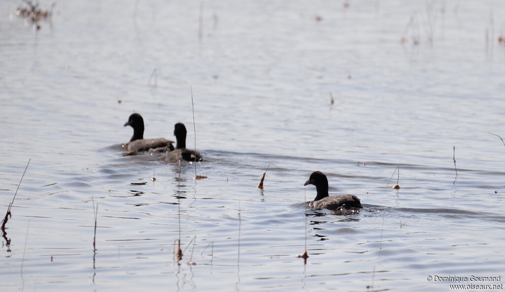 Red-knobbed Coot